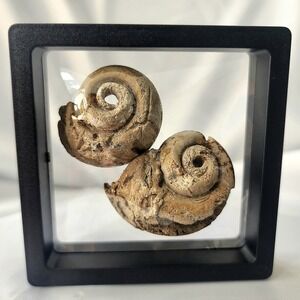 Ammonite‎ Gastropod Pair North Mississippi Cretaceous Period COA Rare Authentic